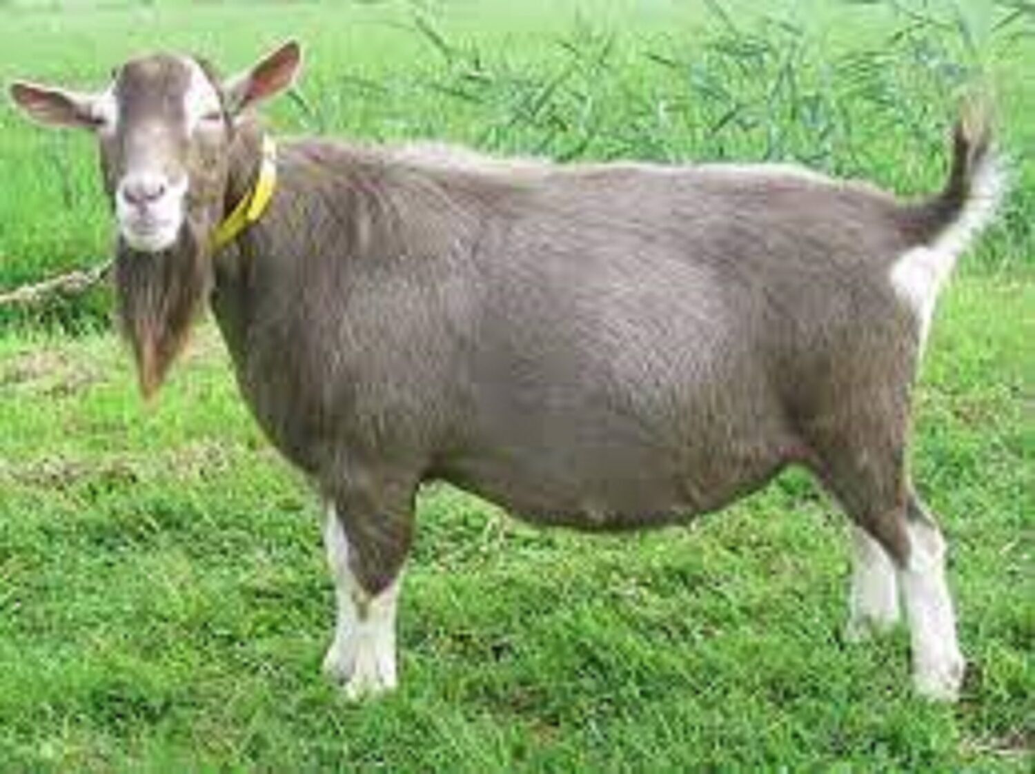 Buy Wholesale Canada Wholesale Toggenburg Saanen Goats