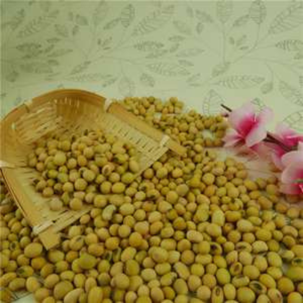 Buy Wholesale South Africa Non Gmo Soybeans / Soya Beans, Soy Bean