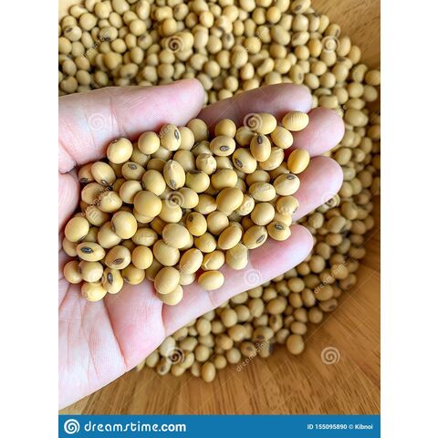 Grano de soja non gmo