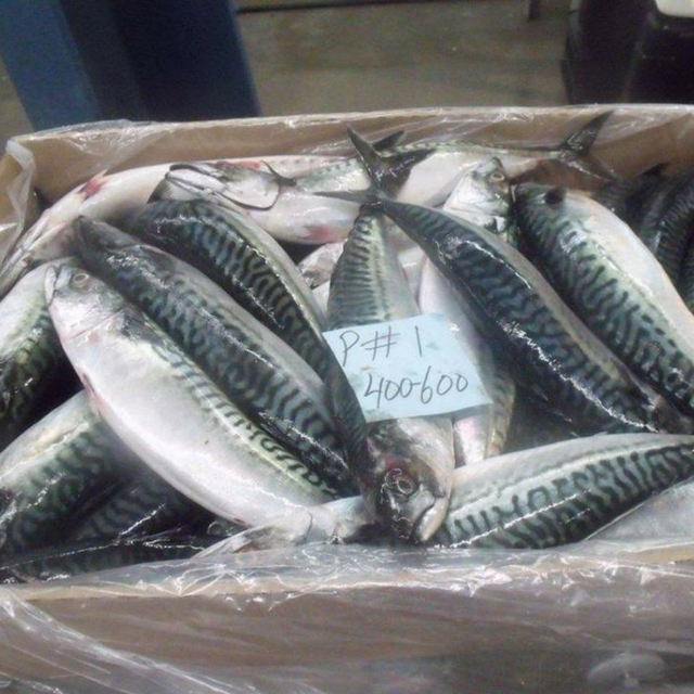 Buy Wholesale South Africa Whole Round Atlantic