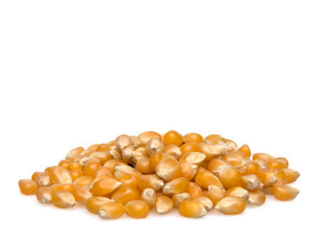 Premium Quality Natural Yellow Corn supplier