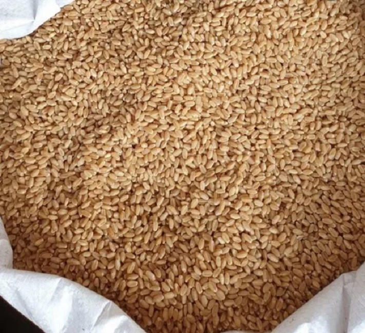 Buy Wholesale Canada High In Nutrients And Fiber Natural Wheat Grain