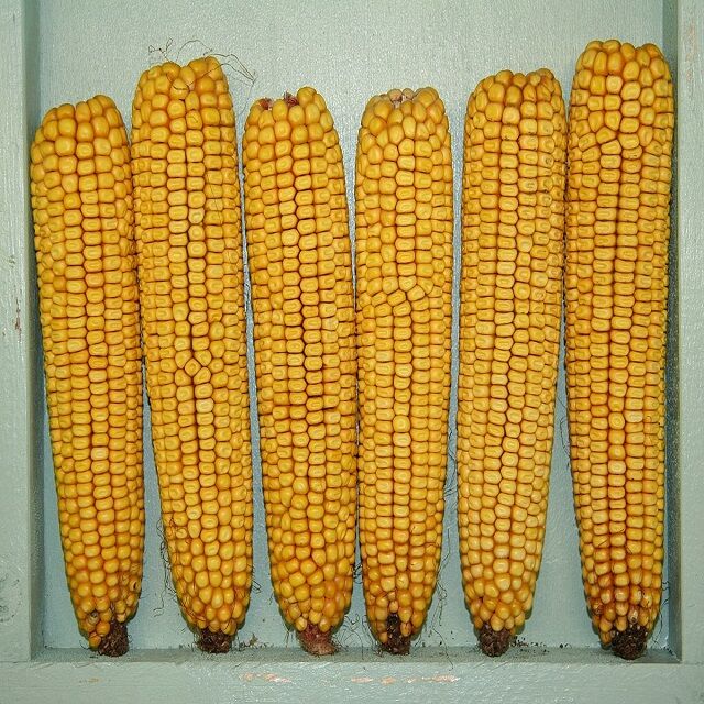 Buy Wholesale Kenya Factory Sale Yellow Corn White Corn Human