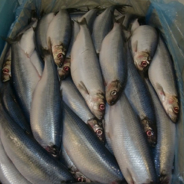 Buy Wholesale South Africa Atlantic Herring Fish For Sale / Cheap