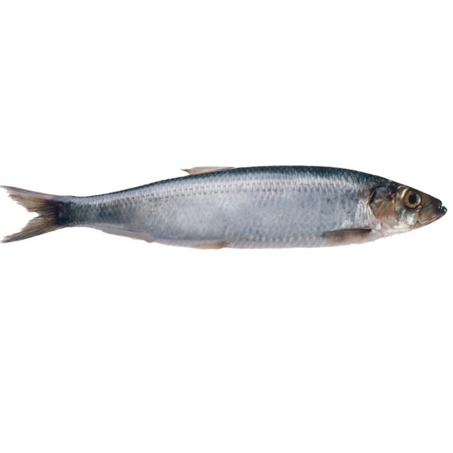 Buy Wholesale South Africa Atlantic Herring Fish For Sale / Cheap