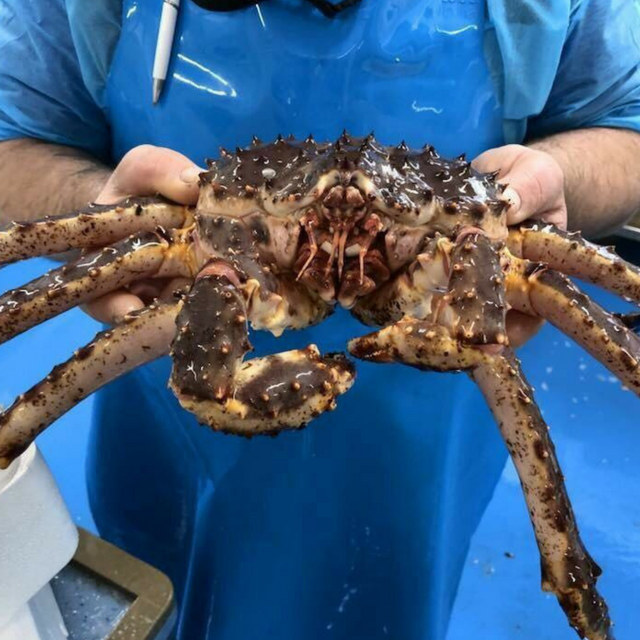 Buy Wholesale South Africa Live Dungeness Crab Cooked Dungeness Crab