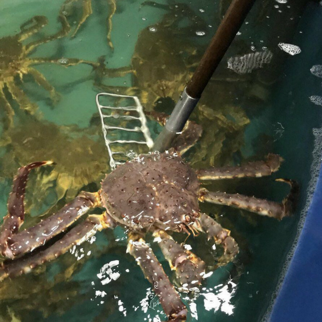 Buy Wholesale South Africa Live Dungeness Crab Cooked Dungeness Crab