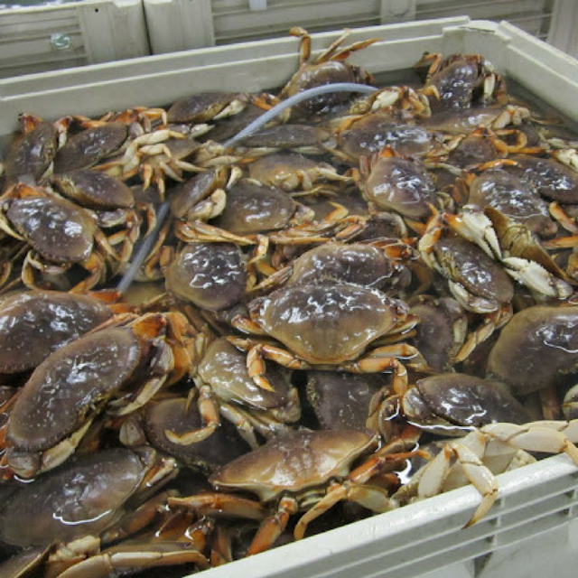 Buy Wholesale South Africa Live Dungeness Crab Cooked Dungeness Crab