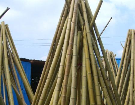 Moso Nature Bamboo Sticks and Big Bamboo Pole - China Tonkin Cane and Tea  Stem Bamboo price