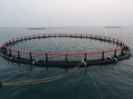 Anti-Wave HDPE Fish Cages in Semi-Open Sea Floating Fish Cages for Sale -  China Fish Cage, Aquaculture Cage