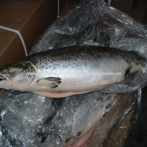 Buy Fresh Norway Salmon Fish 2-3kg Online - Shop Fresh Food on