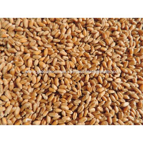 Son de blé 4 kg - Grain de spécialité