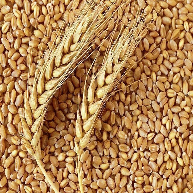 Les produits   Spécialité et fourrage - Son de blé 20 kg