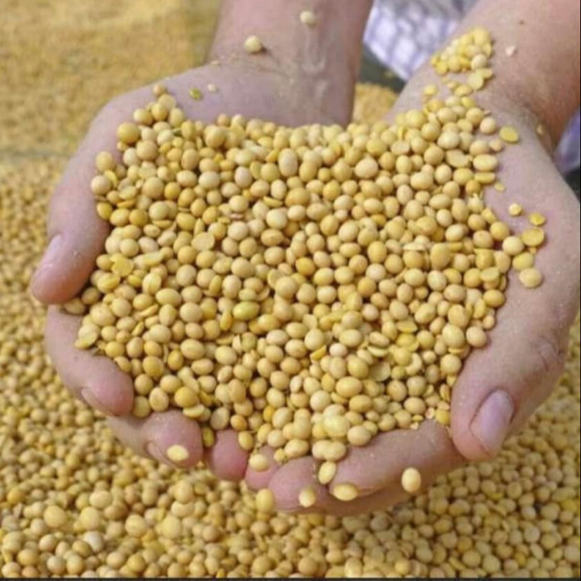 Buy Wholesale South Africa Buy Soybean Seeds Wholesale / Soybean Oil