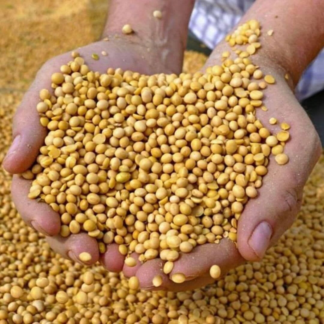 Buy Wholesale South Africa Buy Soybean Seeds Wholesale / Soybean Oil
