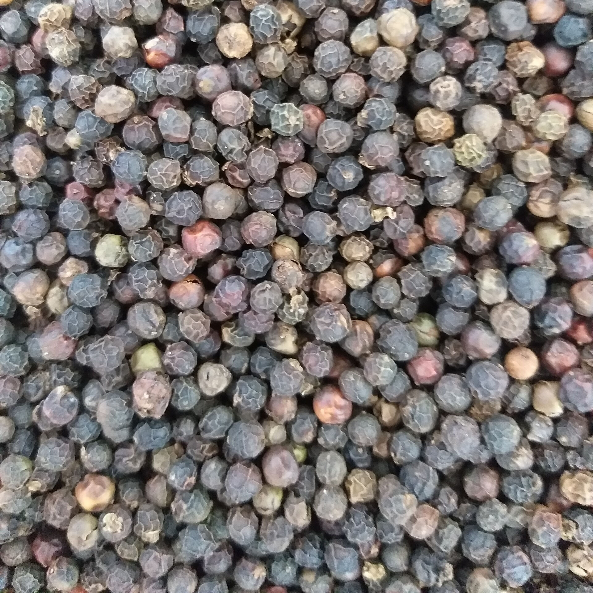 Buy Wholesale Thailand Black Pepper High Quality Ceylon Black Pepper