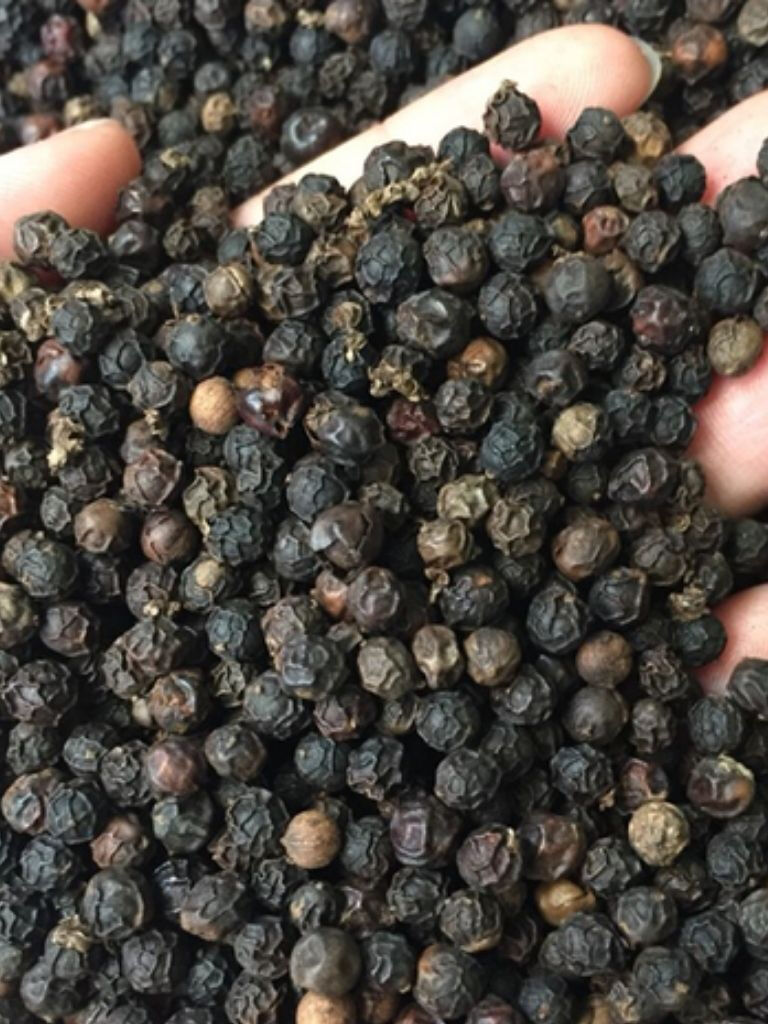 Buy Wholesale Thailand Black Pepper High Quality Ceylon Black Pepper