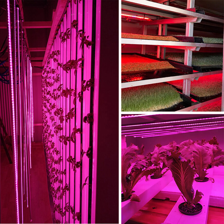Buy Wholesale China Led Grow Light Full Spectrum Grow Light Strip 2835 ...