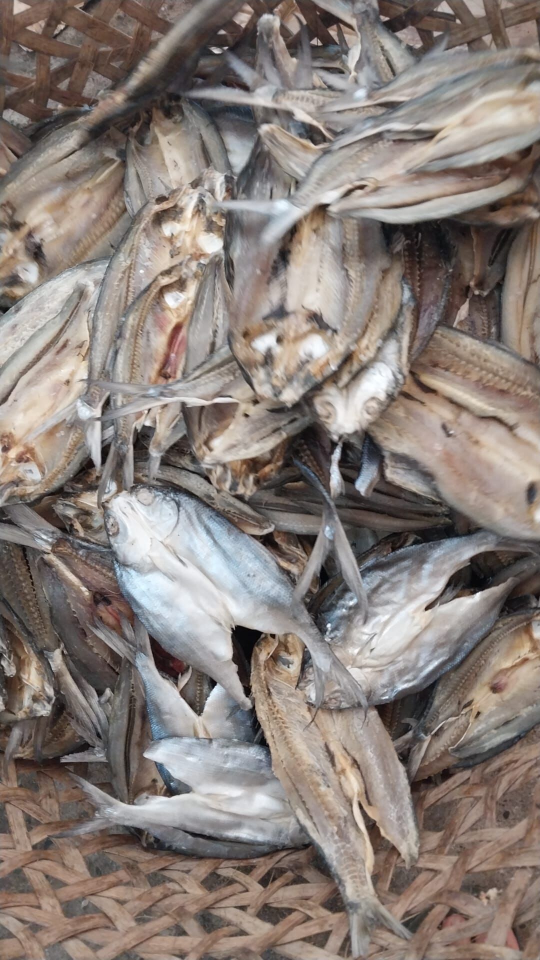 Stockfish of Ling in 45 kg bales.