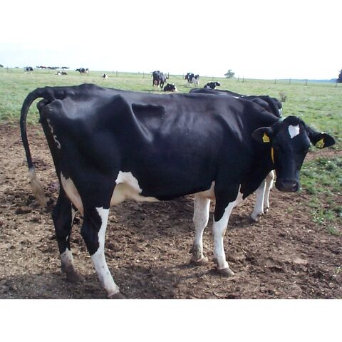 Novilhas Holstein prenhes de alta qualidade disponíveis a preços acessíveis. Ideais para a produção de laticínios, conhecidas pela sua excelente produção de leite.
