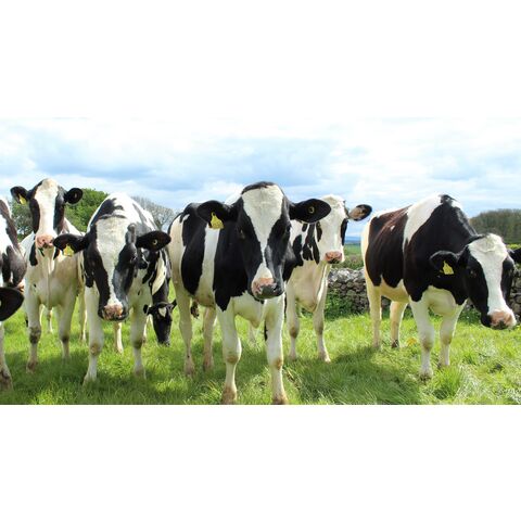 Novilhas Holstein prenhes de alta qualidade disponíveis a preços acessíveis. Ideais para a produção de laticínios, conhecidas pela sua excelente produção de leite.