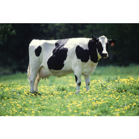 Novilhas Holstein prenhes de alta qualidade disponíveis a preços acessíveis. Ideais para a produção de laticínios, conhecidas pela sua excelente produção de leite.