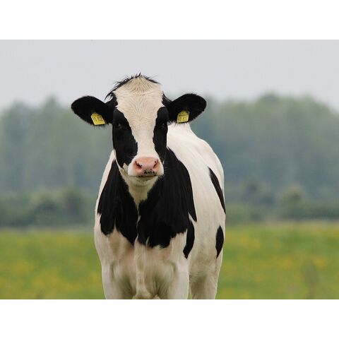 Novilhas Holstein prenhes de alta qualidade disponíveis a preços acessíveis. Ideais para a produção de laticínios, conhecidas pela sua excelente produção de leite.