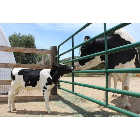 Novilhas Holstein prenhes de alta qualidade disponíveis a preços acessíveis. Ideais para a produção de laticínios, conhecidas pela sua excelente produção de leite.