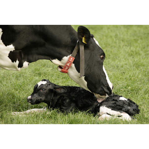 Novilhas Holstein prenhes de alta qualidade disponíveis a preços acessíveis. Ideais para a produção de laticínios, conhecidas pela sua excelente produção de leite.