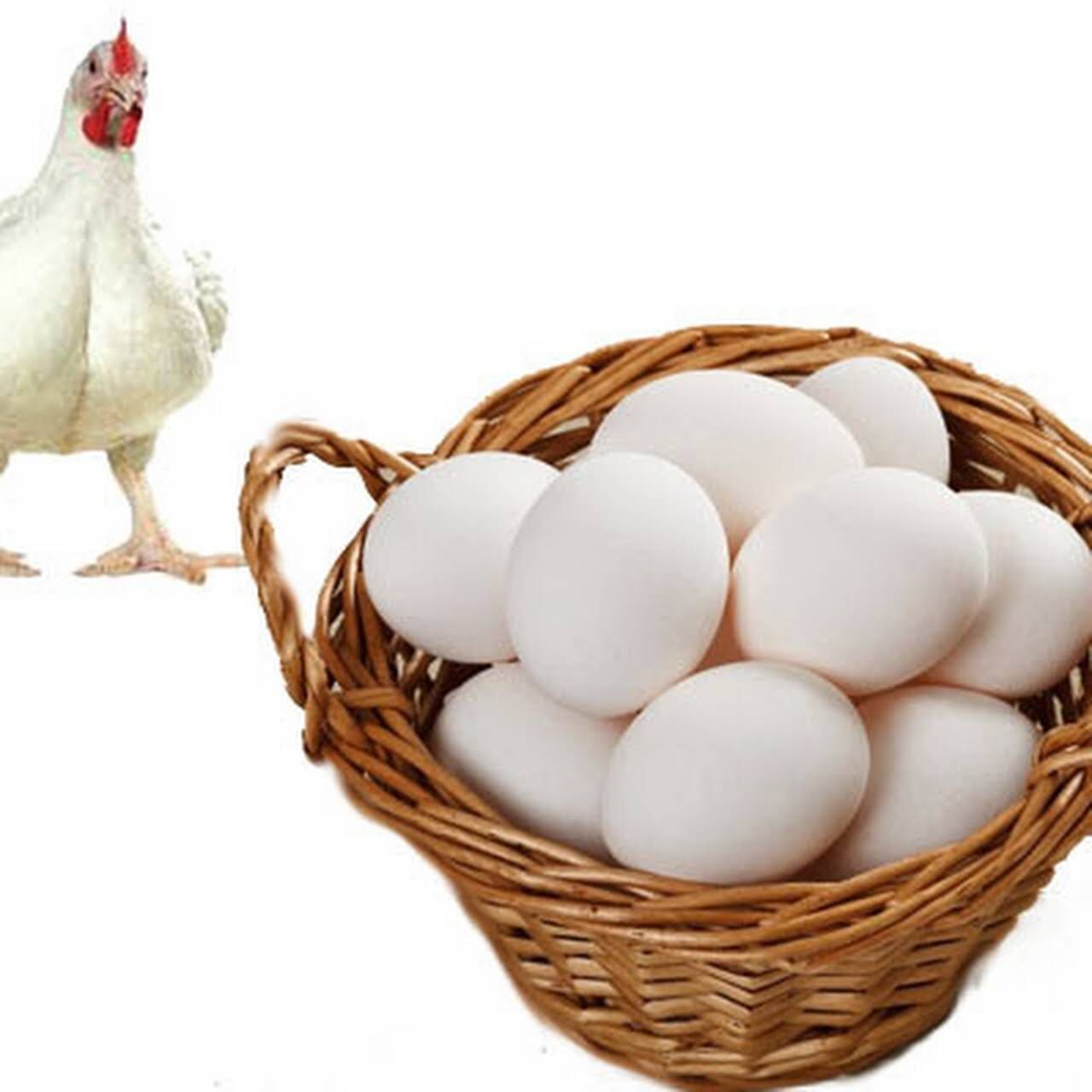 Broiler Chicken Eggs / Round Table Eggs For Sale / Fertile Hatching