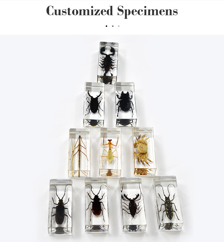 Buy Wholesale China Real Insect Animals Resin Paperweight Rectangle ...