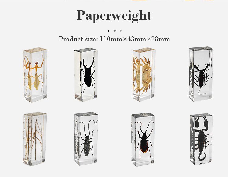Buy Wholesale China Real Insect Animals Resin Paperweight Rectangle ...
