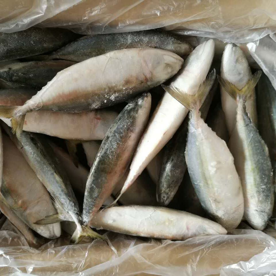 Buy Wholesale United Kingdom Premium 2023 Quality Frozen Indian