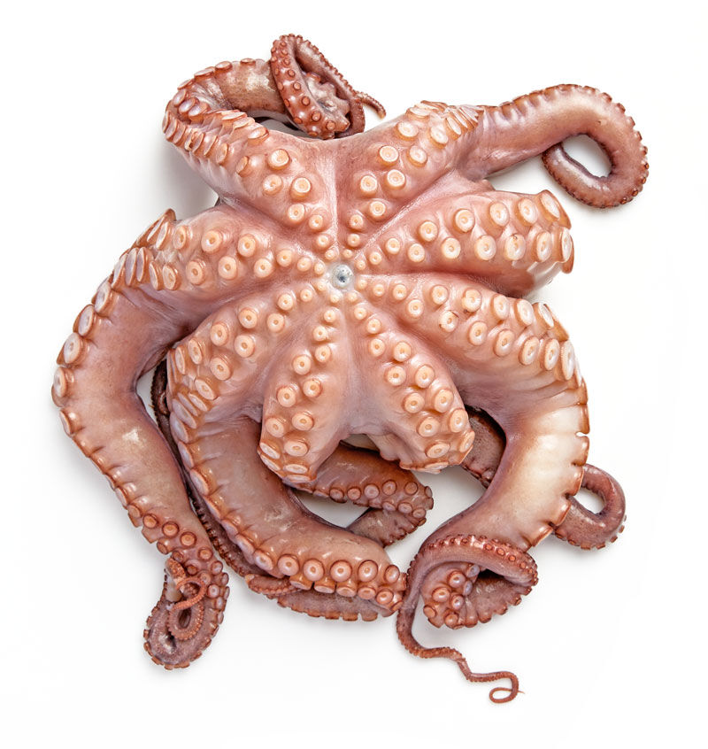 Buy Wholesale United Kingdom Premium Quality Frozen Octopus Cheap Price