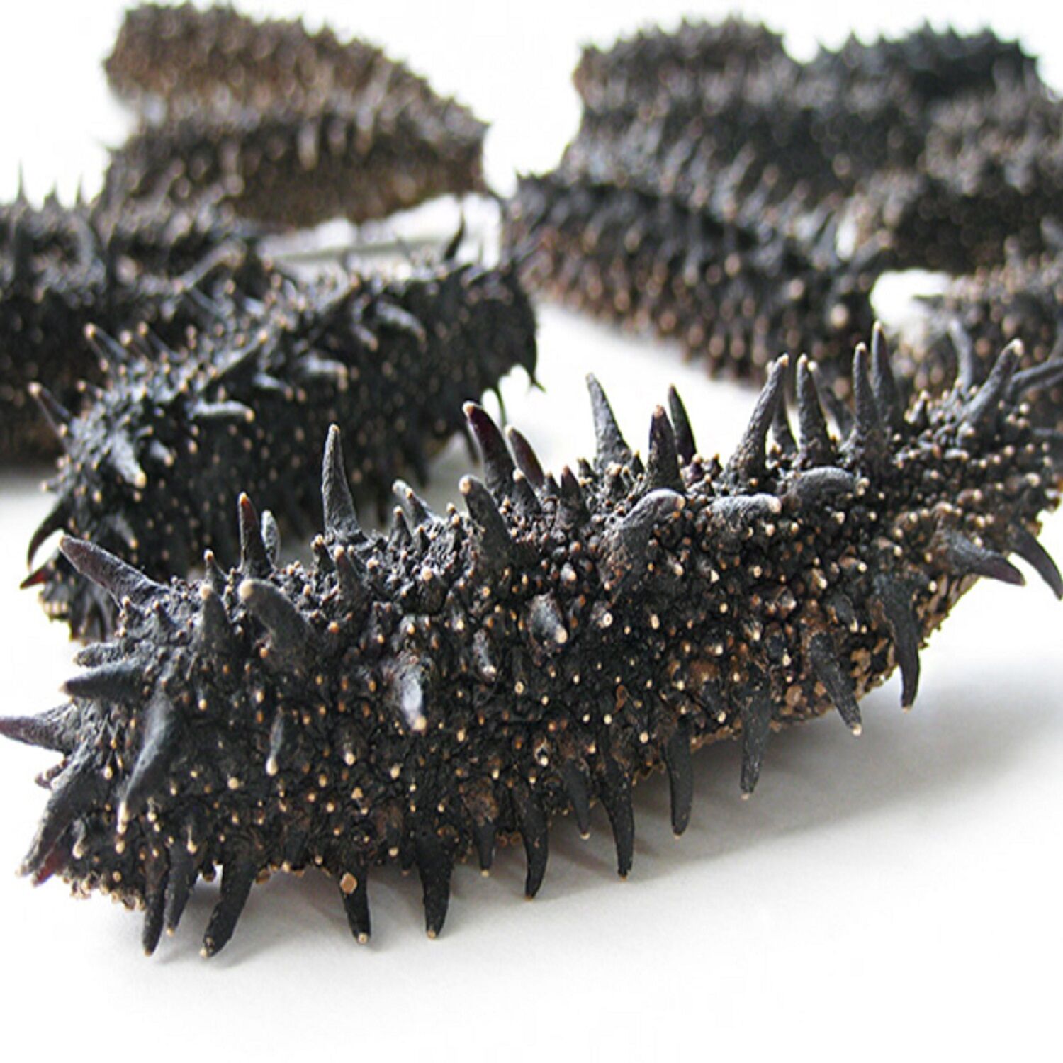 Buy Wholesale Kenya Buy Sea Cucumbers Top Quality Wholesale Dried Sea Cucumbers & Dried Sea