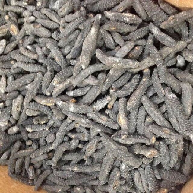 Buy Wholesale Kenya Premium Quality Frozen Sea Cucumber / Dried Sea