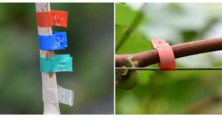 Tree Binding Machine Buy Wholesale China Fruit And Vegetable Trellising Machine Strapping ...