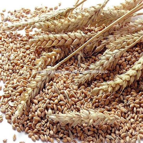 Compre Grano De Trigo Puro Y Nutrición Grano De Trigo A Granel y Trigo,  Grano Del Trigo, Trigo En Venta de Tailandia por 530 USD