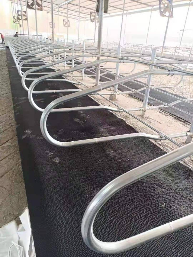 Comfort Cow Bed Long Line Cubicle Mattress Rubber Cover With