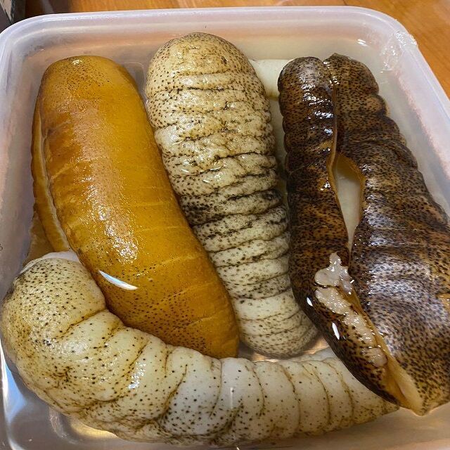 Buy Wholesale United Kingdom Buy Fresh Sea Cucumber/premium Sea