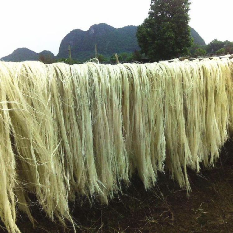 Wholesale Sisal Fiber for Gypsum Gypsum Hair for sale in bulk  Textile Sisal kenya Sisal fiber for sale