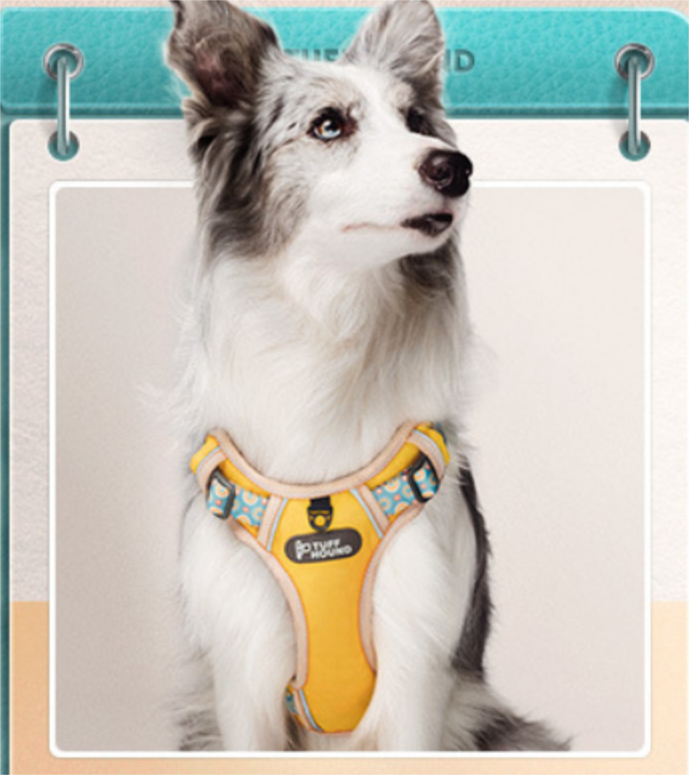 Buy Wholesale China Fashion Reflective Pet Harness For Small And Medium