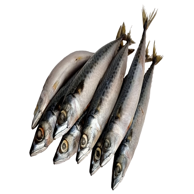 Buy Wholesale United States Wholesale, Fresh Frozen Mackerel Fish