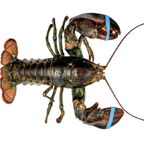Bulk Buy United Kingdom Wholesale Wholesale Frozen Fresh Lobster Seafood  For Sale. Chilled Lobster Tails. Frosty Lobster Delight. Arctic Lobster  Selection $230 from Trading Advanced Ltd.
