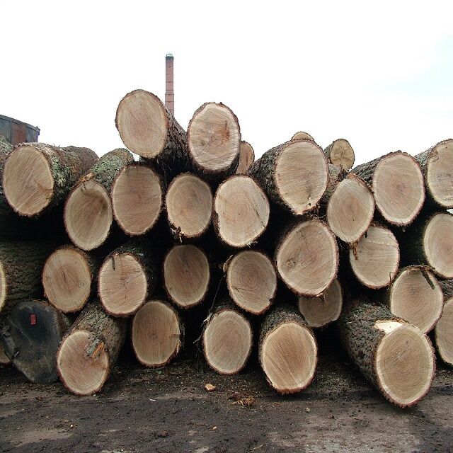 Buy Wholesale United States Square Round Logs ,hard Maple Wood Log, Spruce  Timber Round Logs & Maple Logs at USD 7.66