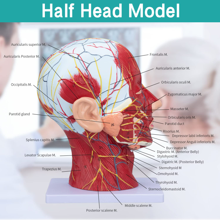 Basic Head Structure Model Buy Wholesale China Human Head Anatomy Model Life-size Nasal Cavity And ...