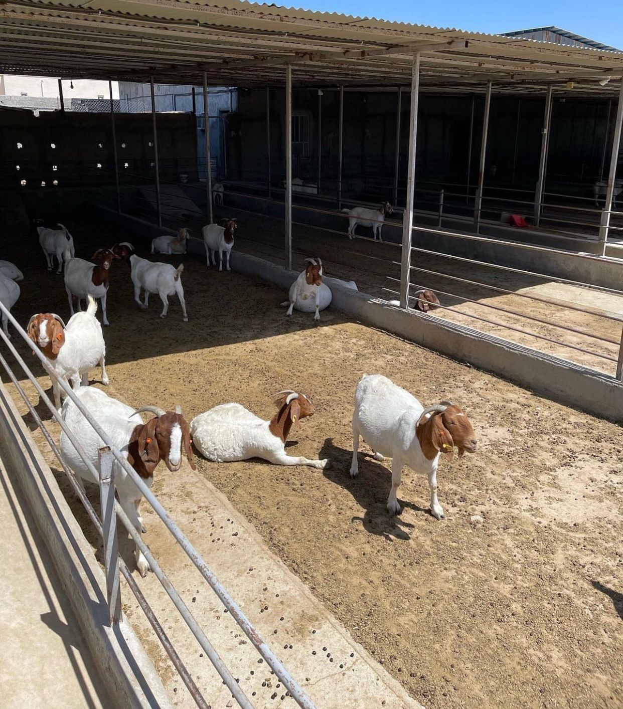 Buy Wholesale South Africa 100% Full Breed Live Boer Goat And Milking ...