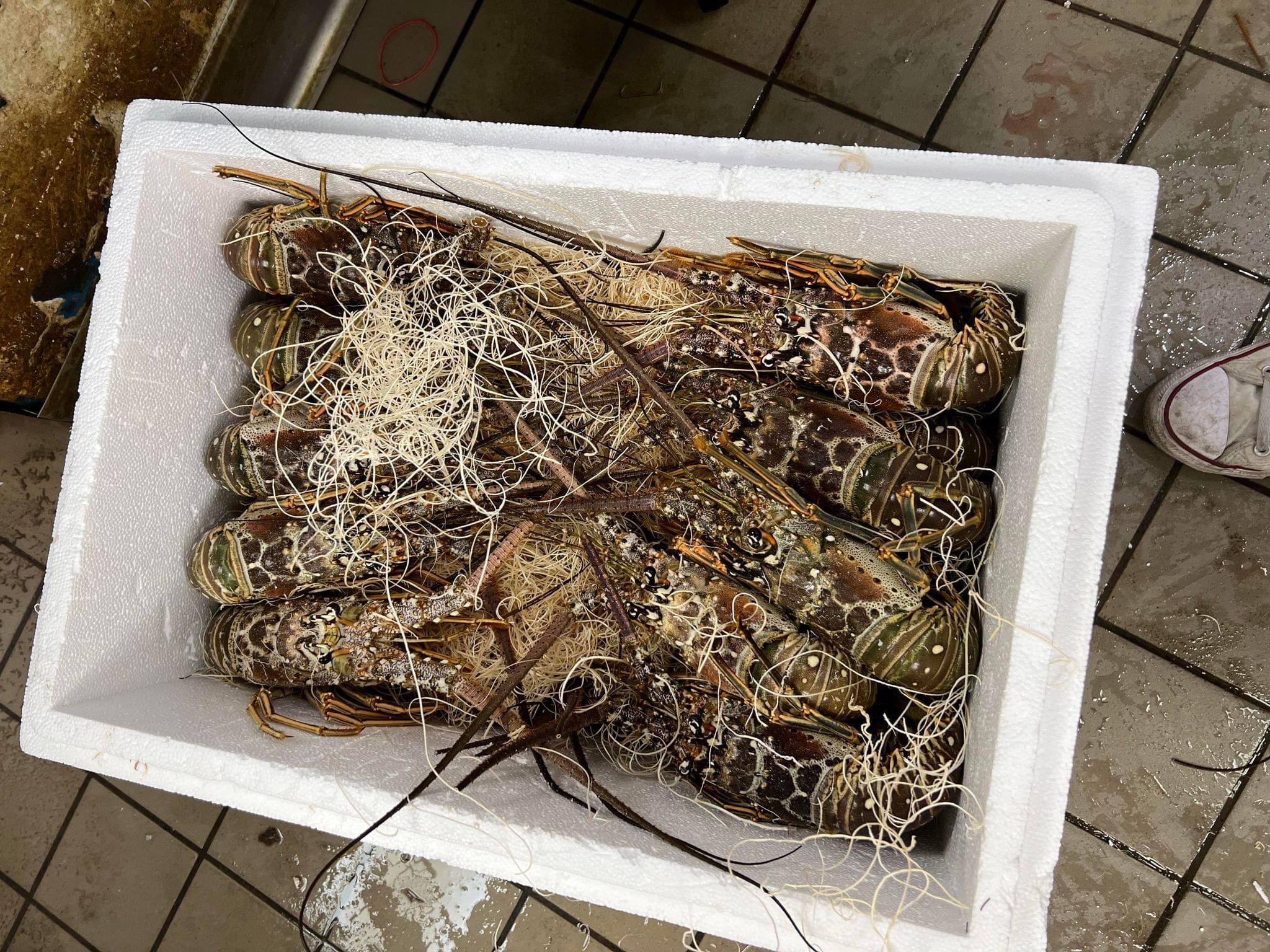 Buy Wholesale South Africa Fresh Live Lobster Wholesale Live Canadian