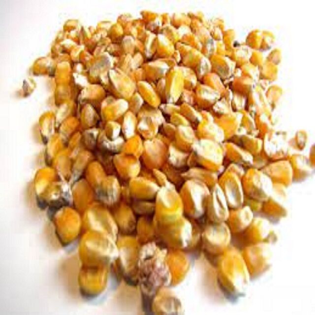 Buy Wholesale Canada Dry Yellow Corn For Animal Feed Wholesale , Animal