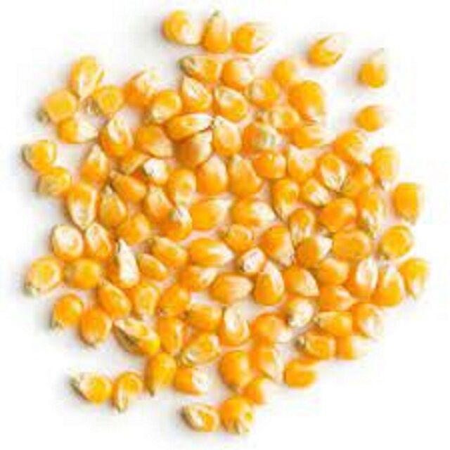 Buy Wholesale Canada Dry Yellow Corn For Animal Feed Wholesale , Animal